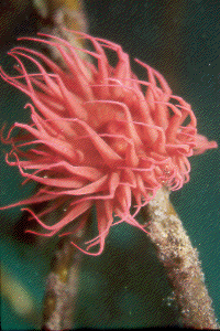 actinia