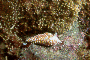 nudibranquio