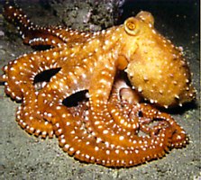 Pulpo